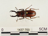 中文名:薄翅鍬形蟲(1437-700)學名:Prosopocoilus formosanus (Miwa, 1929)(1437-700)中文別名:雙鉤鋸鍬形蟲