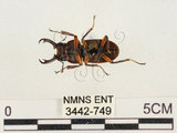 中文名:薄翅鍬形蟲(3442-749)學名:Prosopocoilus formosanus (Miwa, 1929)(3442-749)中文別名:雙鉤鋸鍬形蟲
