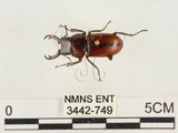 中文名:薄翅鍬形蟲(3442-749)學名:Prosopocoilus formosanus (Miwa, 1929)(3442-749)中文別名:雙鉤鋸鍬形蟲