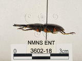中文名:薄翅鍬形蟲(3602-18)學名:Prosopocoilus formosanus (Miwa, 1929)(3602-18)中文別名:雙鉤鋸鍬形蟲