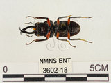 中文名:薄翅鍬形蟲(3602-18)學名:Prosopocoilus formosanus (Miwa, 1929)(3602-18)中文別名:雙鉤鋸鍬形蟲