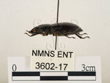 中文名:薄翅鍬形蟲(3602-17)學名:Prosopocoilus formosanus (Miwa, 1929)(3602-17)中文別名:雙鉤鋸鍬形蟲