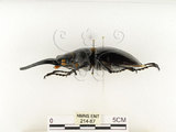 中文名:鬼艷鍬形蟲(214-87)學名:Odontolabis siva Hope & Westwood, 1845(214-87)中文別名:鬼豔鍬形蟲