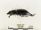 中文名:鬼艷鍬形蟲(526-964)學名:Odontolabis siva Hope & Westwood, 1845(526-964)中文別名:鬼豔鍬形蟲