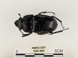 中文名:鬼艷鍬形蟲(526-964)學名:Odontolabis siva Hope & Westwood, 1845(526-964)中文別名:鬼豔鍬形蟲