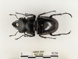 中文名:鬼艷鍬形蟲(627-334)學名:Odontolabis siva Hope & Westwood, 1845(627-334)中文別名:鬼豔鍬形蟲