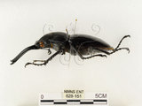 中文名:鬼艷鍬形蟲(628-151)學名:Odontolabis siva Hope & Westwood, 1845(628-151)中文別名:鬼豔鍬形蟲