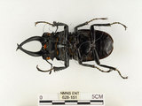中文名:鬼艷鍬形蟲(628-151)學名:Odontolabis siva Hope & Westwood, 1845(628-151)中文別名:鬼豔鍬形蟲