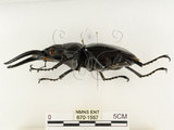 中文名:鬼艷鍬形蟲(670-1557)學名:Odontolabis siva Hope & Westwood, 1845(670-1557)中文別名:鬼豔鍬形蟲