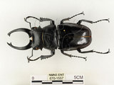 中文名:鬼艷鍬形蟲(670-1557)學名:Odontolabis siva Hope & Westwood, 1845(670-1557)中文別名:鬼豔鍬形蟲