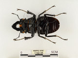 中文名:鬼艷鍬形蟲(1142-45)學名:Odontolabis siva Hope & Westwood, 1845(1142-45)中文別名:鬼豔鍬形蟲