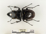 中文名:鬼艷鍬形蟲(1142-45)學名:Odontolabis siva Hope & Westwood, 1845(1142-45)中文別名:鬼豔鍬形蟲