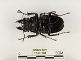 中文名:鬼艷鍬形蟲(1147-164)學名:Odontolabis siva Hope & Westwood, 1845(1147-164)中文別名:鬼豔鍬形蟲