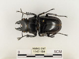中文名:鬼艷鍬形蟲(1147-164)學名:Odontolabis siva Hope & Westwood, 1845(1147-164)中文別名:鬼豔鍬形蟲