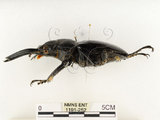 中文名:鬼艷鍬形蟲(1191-252)學名:Odontolabis siva Hope & Westwood, 1845(1191-252)中文別名:鬼豔鍬形蟲