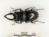 中文名:鬼艷鍬形蟲(1191-252)學名:Odontolabis siva Hope & Westwood, 1845(1191-252)中文別名:鬼豔鍬形蟲