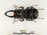 中文名:鬼艷鍬形蟲(1193-93)學名:Odontolabis siva Hope & Westwood, 1845(1193-93)中文別名:鬼豔鍬形蟲