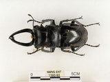 中文名:鬼艷鍬形蟲(1193-93)學名:Odontolabis siva Hope & Westwood, 1845(1193-93)中文別名:鬼豔鍬形蟲