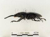 中文名:鬼艷鍬形蟲(1282-26696)學名:Odontolabis siva Hope & Westwood, 1845(1282-26696)中文別名:鬼豔鍬形蟲