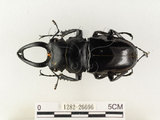 中文名:鬼艷鍬形蟲(1282-26696)學名:Odontolabis siva Hope & Westwood, 1845(1282-26696)中文別名:鬼豔鍬形蟲