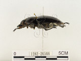 中文名:鬼艷鍬形蟲(1282-26566)學名:Odontolabis siva Hope & Westwood, 1845(1282-26566)中文別名:鬼豔鍬形蟲