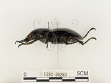 中文名:鬼艷鍬形蟲(1282-26283)學名:Odontolabis siva Hope & Westwood, 1845(1282-26283)中文別名:鬼豔鍬形蟲
