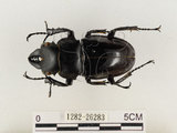 中文名:鬼艷鍬形蟲(1282-26283)學名:Odontolabis siva Hope & Westwood, 1845(1282-26283)中文別名:鬼豔鍬形蟲