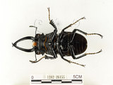 中文名:鬼艷鍬形蟲(1282-26155)學名:Odontolabis siva Hope & Westwood, 1845(1282-26155)中文別名:鬼豔鍬形蟲