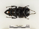 中文名:鬼艷鍬形蟲(1282-26582)學名:Odontolabis siva Hope & Westwood, 1845(1282-26582)中文別名:鬼豔鍬形蟲