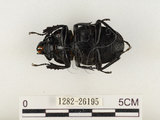 中文名:鬼艷鍬形蟲(1282-26195)學名:Odontolabis siva Hope & Westwood, 1845(1282-26195)中文別名:鬼豔鍬形蟲