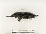 中文名:鬼艷鍬形蟲(1282-25992)學名:Odontolabis siva Hope & Westwood, 1845(1282-25992)中文別名:鬼豔鍬形蟲