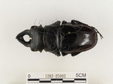中文名:鬼艷鍬形蟲(1282-25992)學名:Odontolabis siva Hope & Westwood, 1845(1282-25992)中文別名:鬼豔鍬形蟲