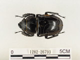 中文名:鬼艷鍬形蟲(1282-26793)學名:Odontolabis siva Hope & Westwood, 1845(1282-26793)中文別名:鬼豔鍬形蟲