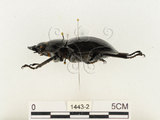 中文名:鬼艷鍬形蟲(1443-2)學名:Odontolabis siva Hope & Westwood, 1845(1443-2)中文別名:鬼豔鍬形蟲