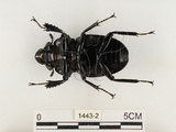 中文名:鬼艷鍬形蟲(1443-2)學名:Odontolabis siva Hope & Westwood, 1845(1443-2)中文別名:鬼豔鍬形蟲