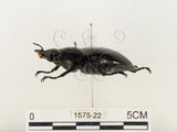 中文名:鬼艷鍬形蟲(1575-22)學名:Odontolabis siva Hope & Westwood, 1845(1575-22)中文別名:鬼豔鍬形蟲