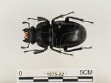 中文名:鬼艷鍬形蟲(1575-22)學名:Odontolabis siva Hope & Westwood, 1845(1575-22)中文別名:鬼豔鍬形蟲