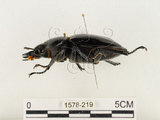 中文名:鬼艷鍬形蟲(1578-219)學名:Odontolabis siva Hope & Westwood, 1845(1578-219)中文別名:鬼豔鍬形蟲