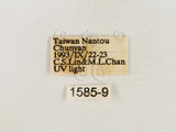 中文名:鬼艷鍬形蟲(1585-9)