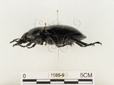 中文名:鬼艷鍬形蟲(1585-9)學名:Odontolabis siva Hope & Westwood, 1845(1585-9)中文別名:鬼豔鍬形蟲