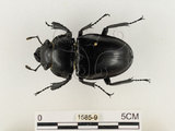 中文名:鬼艷鍬形蟲(1585-9)學名:Odontolabis siva Hope & Westwood, 1845(1585-9)中文別名:鬼豔鍬形蟲