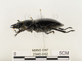 中文名:鬼艷鍬形蟲(2948-842)學名:Odontolabis siva Hope & Westwood, 1845(2948-842)中文別名:鬼豔鍬形蟲