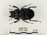 中文名:鬼艷鍬形蟲(3243-1298)學名:Odontolabis siva Hope & Westwood, 1845(3243-1298)中文別名:鬼豔鍬形蟲