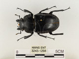 中文名:鬼艷鍬形蟲(3243-1298)學名:Odontolabis siva Hope & Westwood, 1845(3243-1298)中文別名:鬼豔鍬形蟲