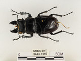 中文名:鬼艷鍬形蟲(3443-1449)學名:Odontolabis siva Hope & Westwood, 1845(3443-1449)中文別名:鬼豔鍬形蟲