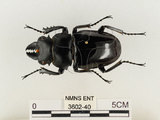 中文名:鬼艷鍬形蟲(3602-40)學名:Odontolabis siva Hope & Westwood, 1845(3602-40)中文別名:鬼豔鍬形蟲