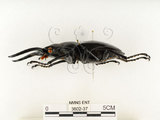 中文名:鬼艷鍬形蟲(3602-37)學名:Odontolabis siva Hope & Westwood, 1845(3602-37)中文別名:鬼豔鍬形蟲