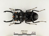 中文名:鬼艷鍬形蟲(3602-37)學名:Odontolabis siva Hope & Westwood, 1845(3602-37)中文別名:鬼豔鍬形蟲