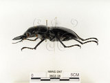 中文名:鬼艷鍬形蟲(3602-38)學名:Odontolabis siva Hope & Westwood, 1845(3602-38)中文別名:鬼豔鍬形蟲