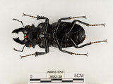 中文名:鬼艷鍬形蟲(3602-38)學名:Odontolabis siva Hope & Westwood, 1845(3602-38)中文別名:鬼豔鍬形蟲